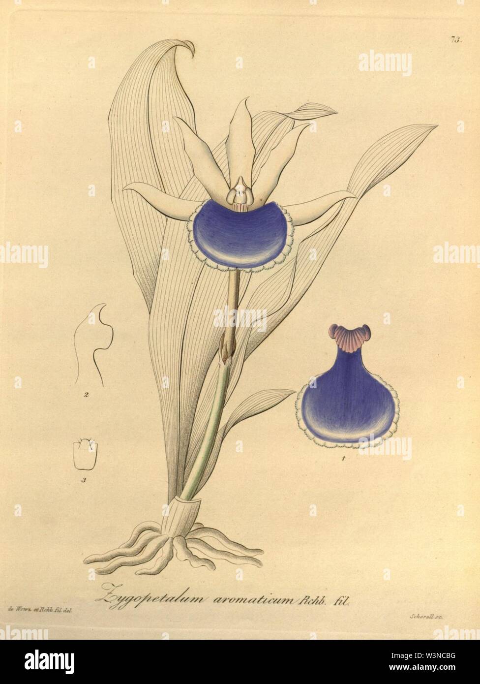 Cochleanthes aromatica (as Zygopetalum aromaticum) - Xenia vol 1 pl 73 (1858). Stock Photo