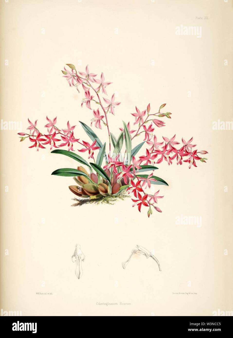 Cochlioda rosea (as Odontoglossum roseum) - pl. 22 - Bateman, Monogr.Odont. Stock Photo