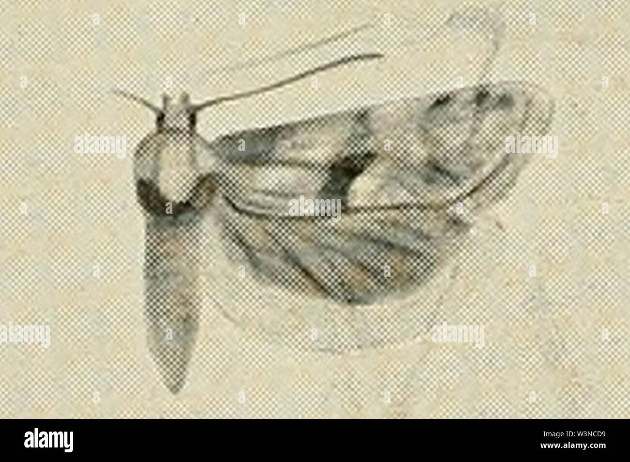 Cochylimorpha asiana. Stock Photo