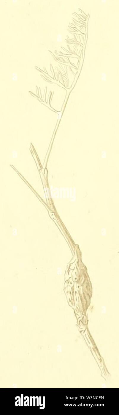 Cochylimorpha halophilana damage. Stock Photo