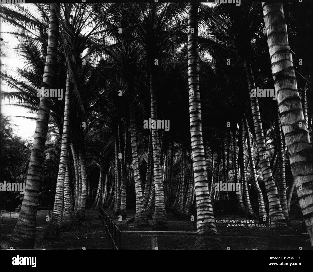 Coconut Grove (1) Ainahau Stock Photo Alamy