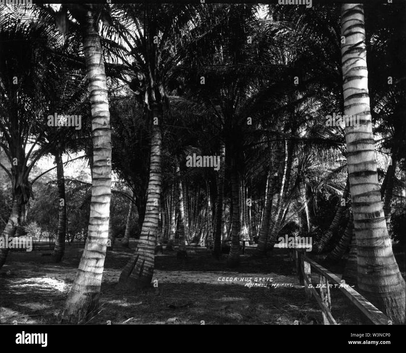 Coconut Grove (2) Ainahau Stock Photo Alamy