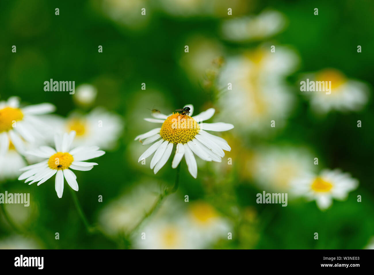 Small green fly insect sits on white and yellow daisy flower, Bellis perennis. Green grass around and in the background. Happy days of summer Stock Photo