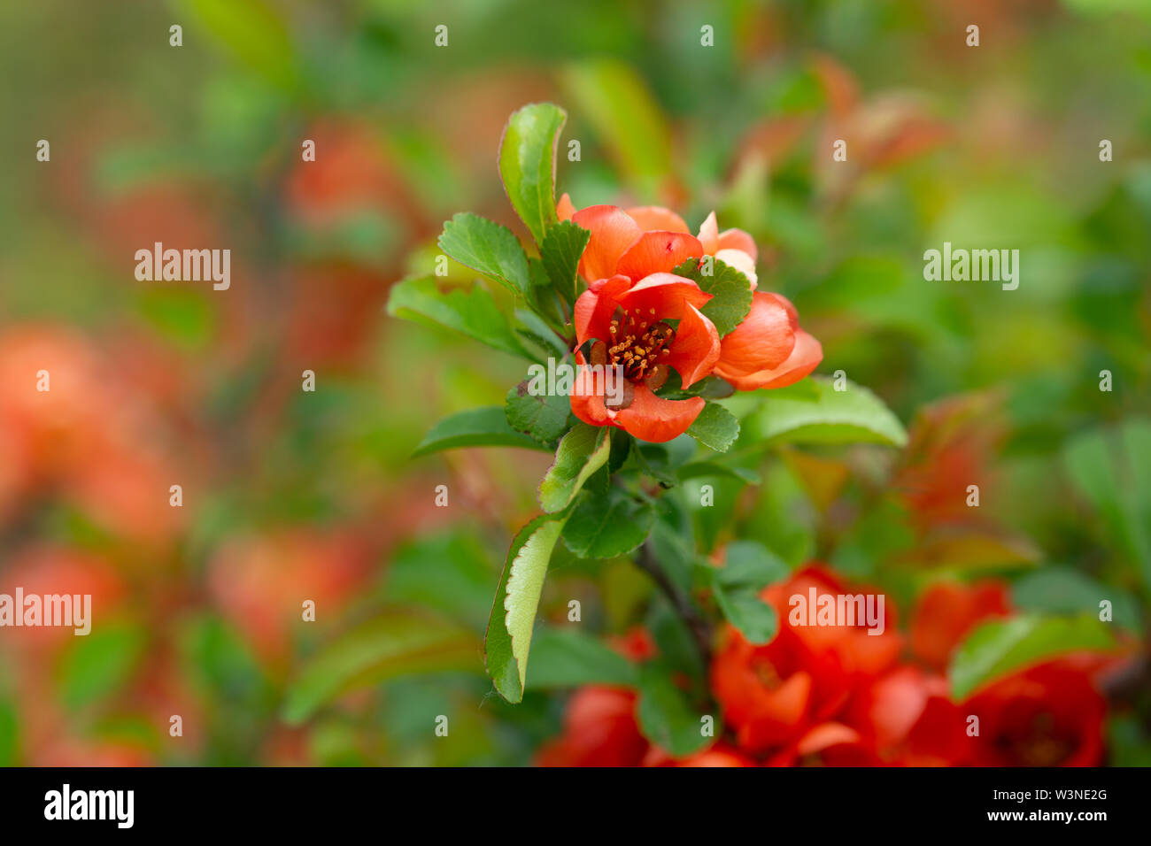 Green leaves and red flowers of flowering quince or Chaenomeles japonica, Maule quince garden plant in spring Stock Photo