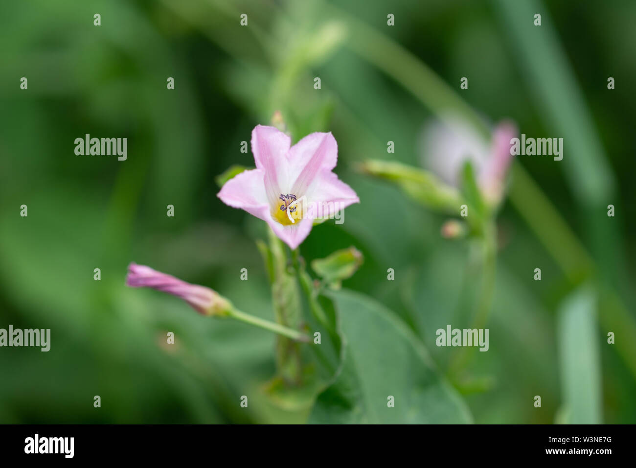 Soft pink wildflower against the background of green leaves. Summer scene Stock Photo