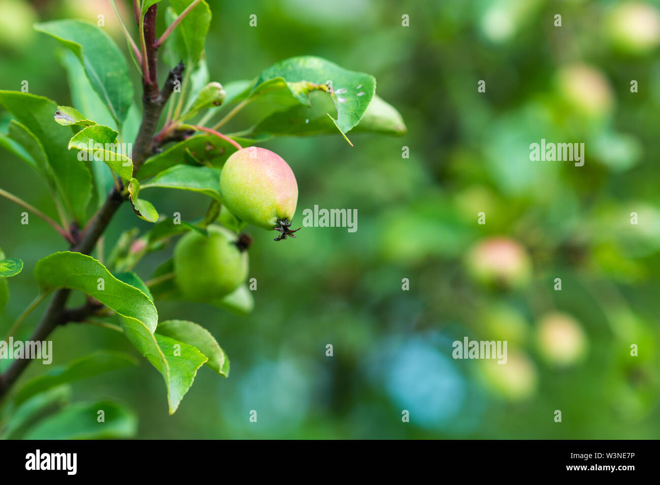 Soft pink apple fruits grow on a tree branch. Green leaves in the