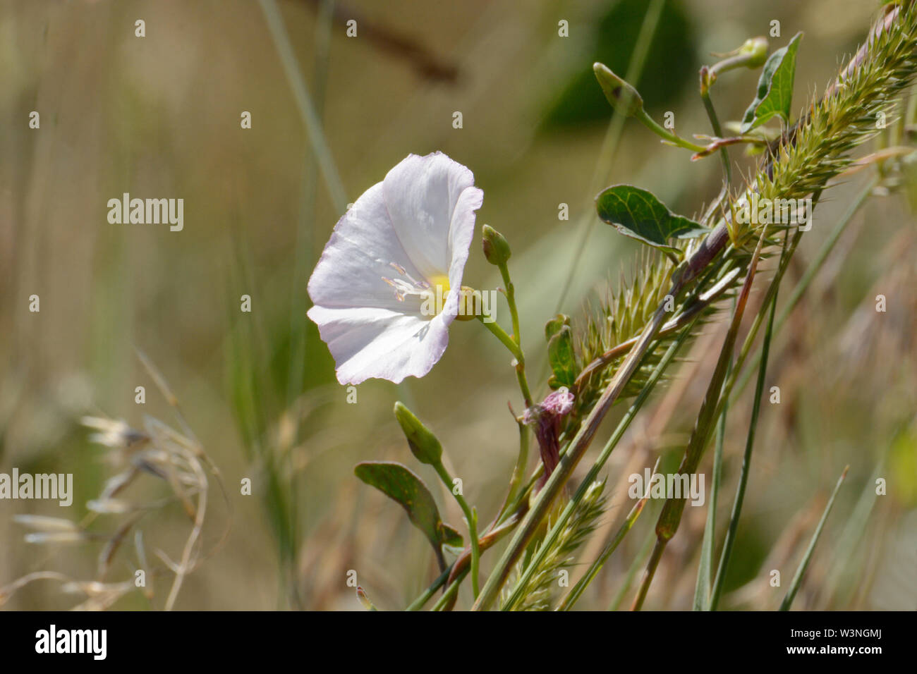 White field bindweed or convolvulus arvensis flower growing in prairie grasses Stock Photo