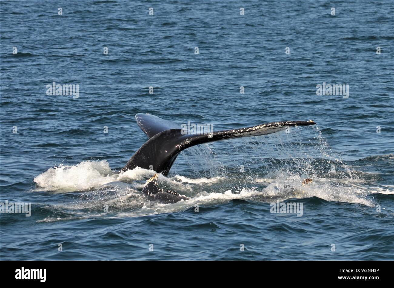 Humpback whale sounding hi-res stock photography and images - Alamy