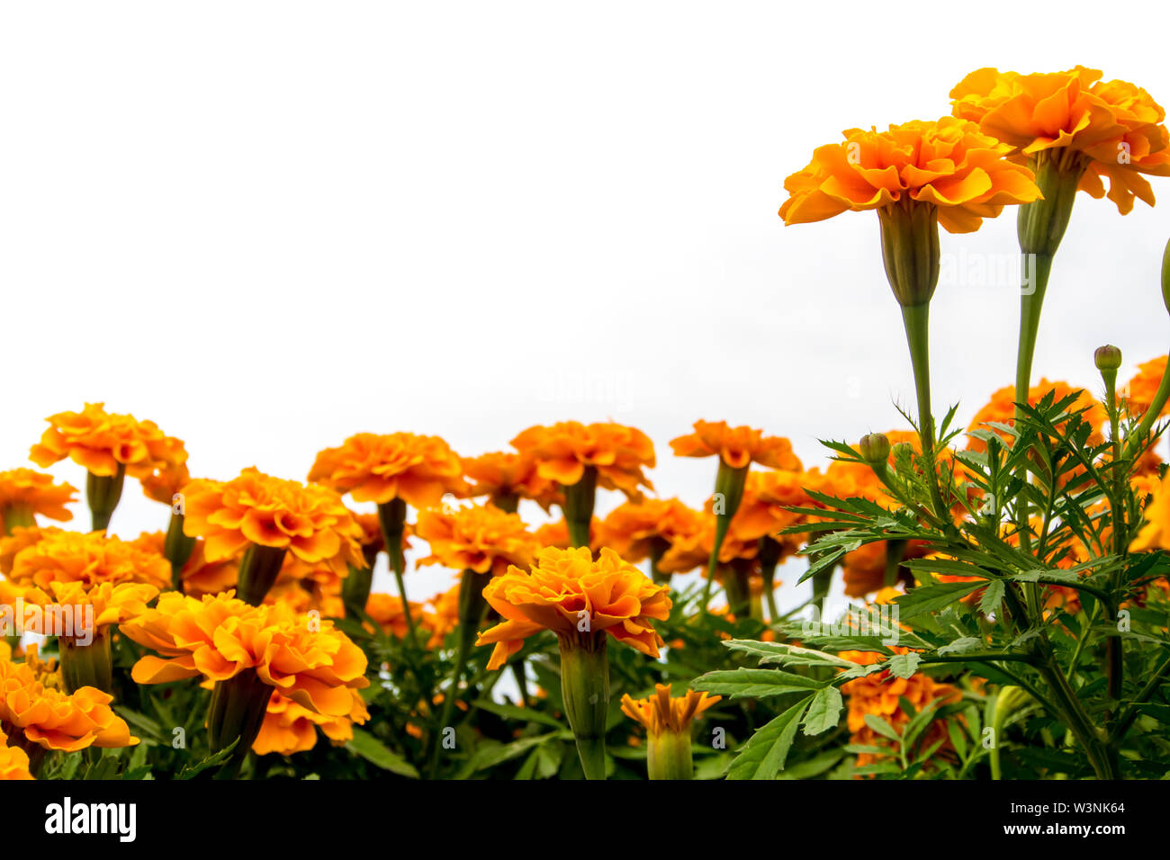 Vivid orange head hi-res stock photography and images - Alamy