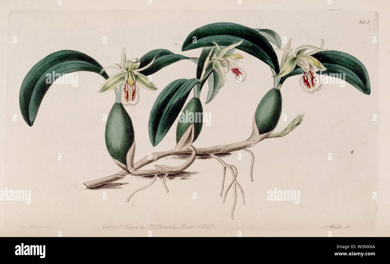 Coelogyne fimbriata - Bot. Reg. 11 pl. 868 (1825). Stock Photo