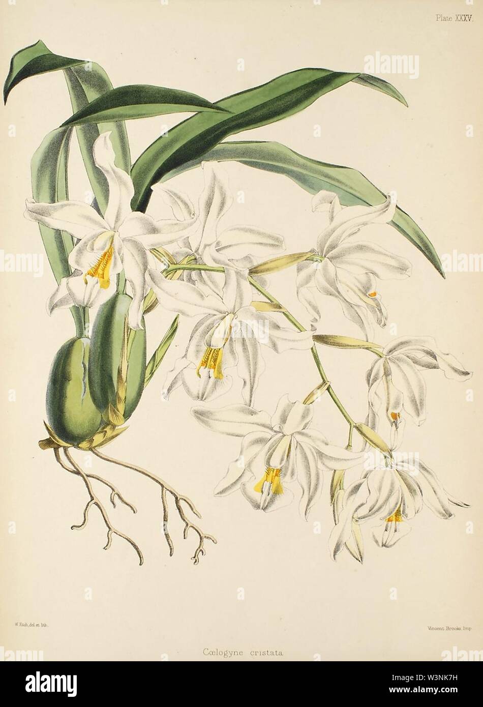 Coelogyne cristata - Warner, Williams - Select orch. plants 1, pl. 35 (1862-1865). Stock Photo
