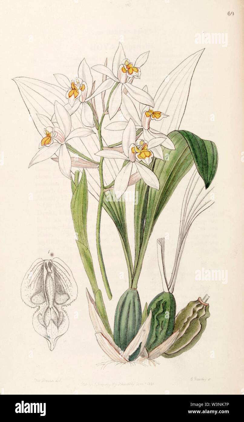 Coelogyne nitida (as Coelogyne ochracea) - Edwards vol 32 (NS 9) pl 69 (1846). Stock Photo