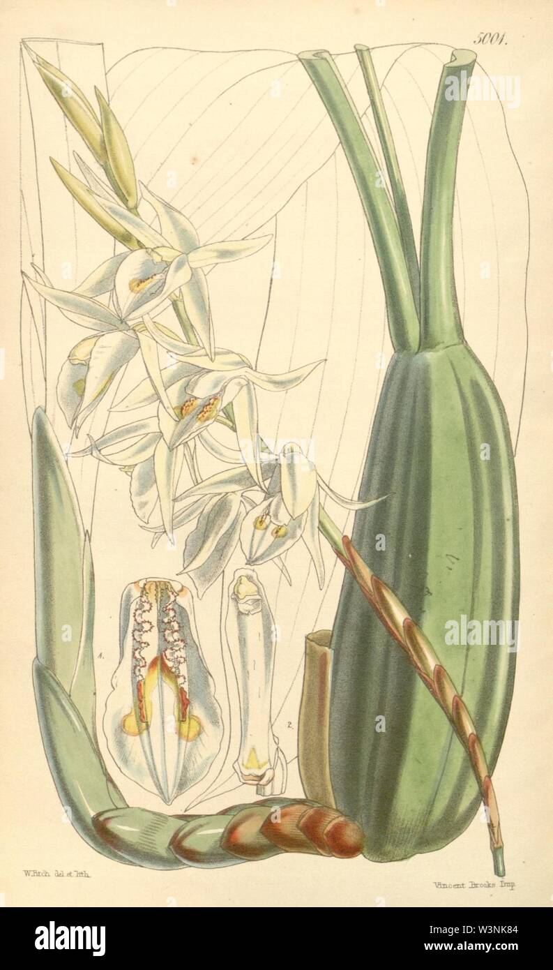 Coelogyne stricta (as Coelogyne elata) - Curtis' 83 (Ser. 3 no. 13) pl. 5001 (1857). Stock Photo