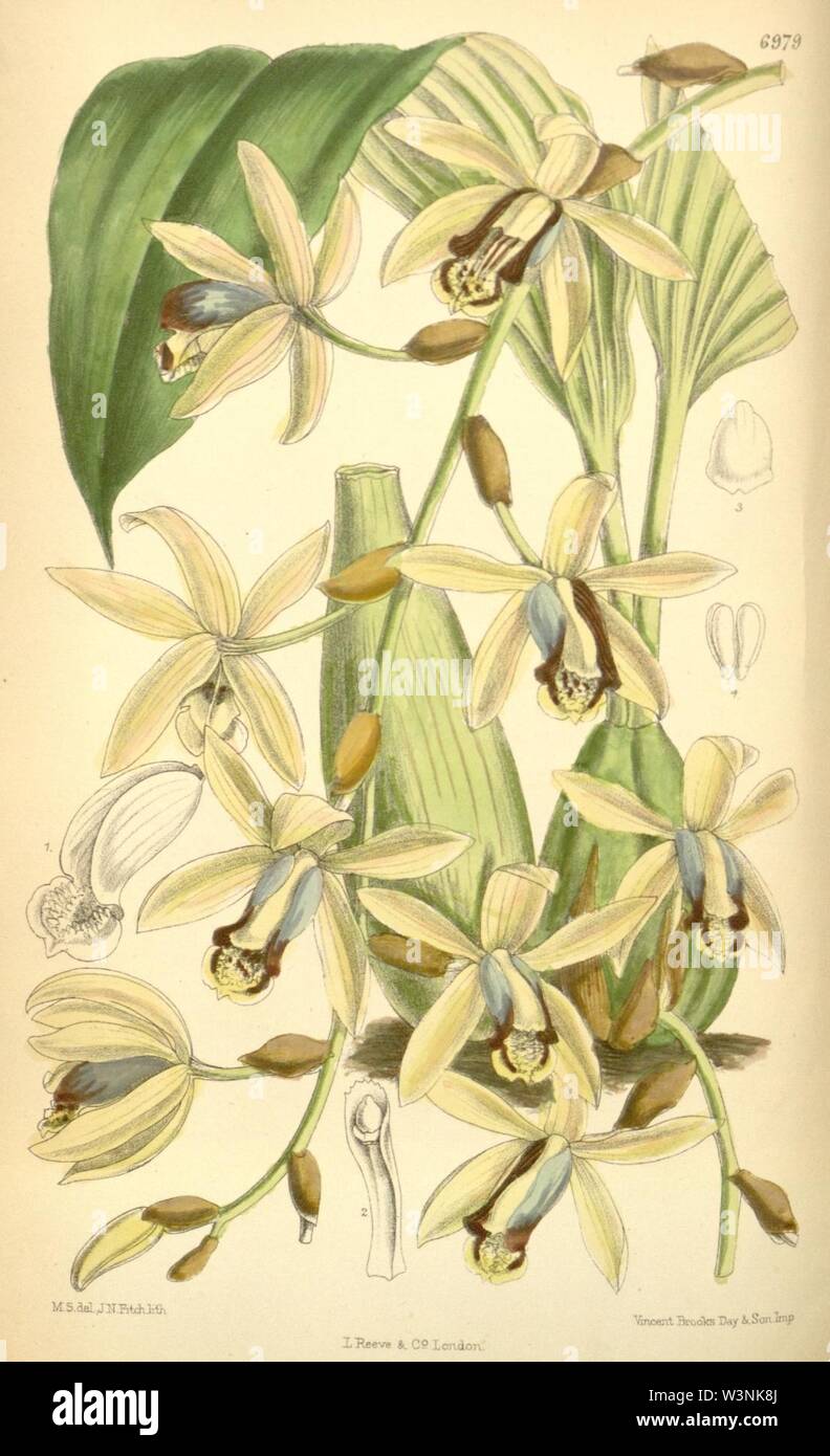 Coelogyne tomentosa (as Coelogyne massangeana) - Curtis' 114 (Ser. 3 no. 44) pl. 6979 (1888). Stock Photo
