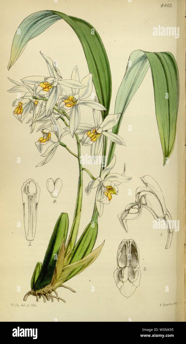 Coelogyne nitida (as Coelogyne ochracea) - Curtis' 78 (Ser. 3 no. 8) pl. 4661 (1852). Stock Photo