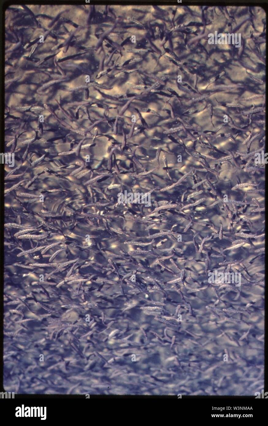 Salmon hatchery historical hires stock photography and images Alamy