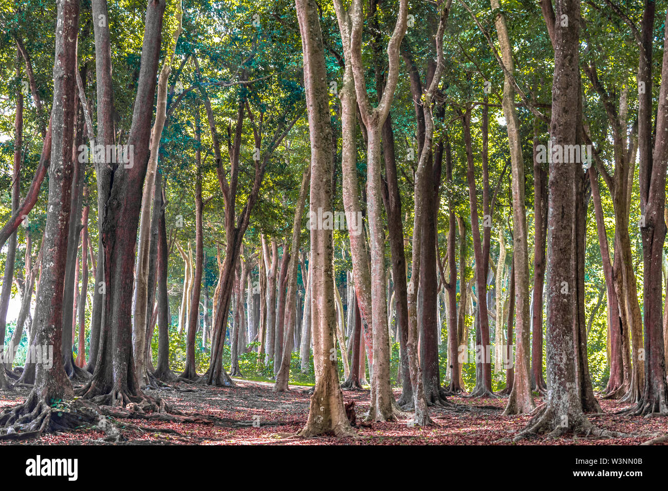 Tropical evergreen forest hi-res stock photography and images - Alamy Tropical evergreen forest hi-res stock photography and images - Alamy