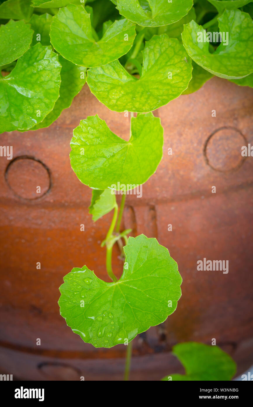 gotu kola leaf herb alternative medicine Stock Photo