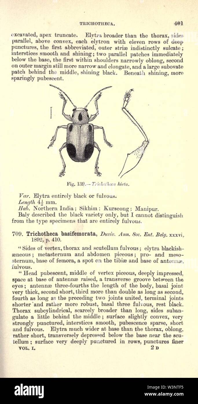 Coleoptera (Page 401) Stock Photo