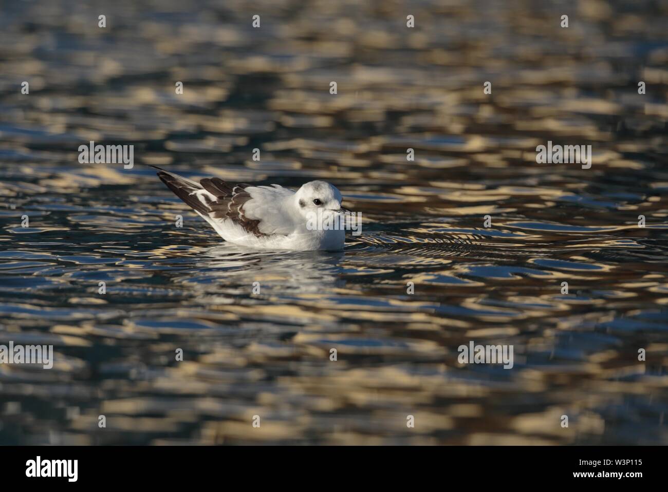 Juvenile Little gull, Hydrocoloeus minutus, Larus minutus Stock Photo