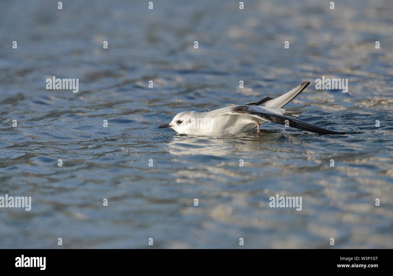A wintering juvenile Little gull, Hydrocoloeus minutus, Larus minutus, Stock Photo