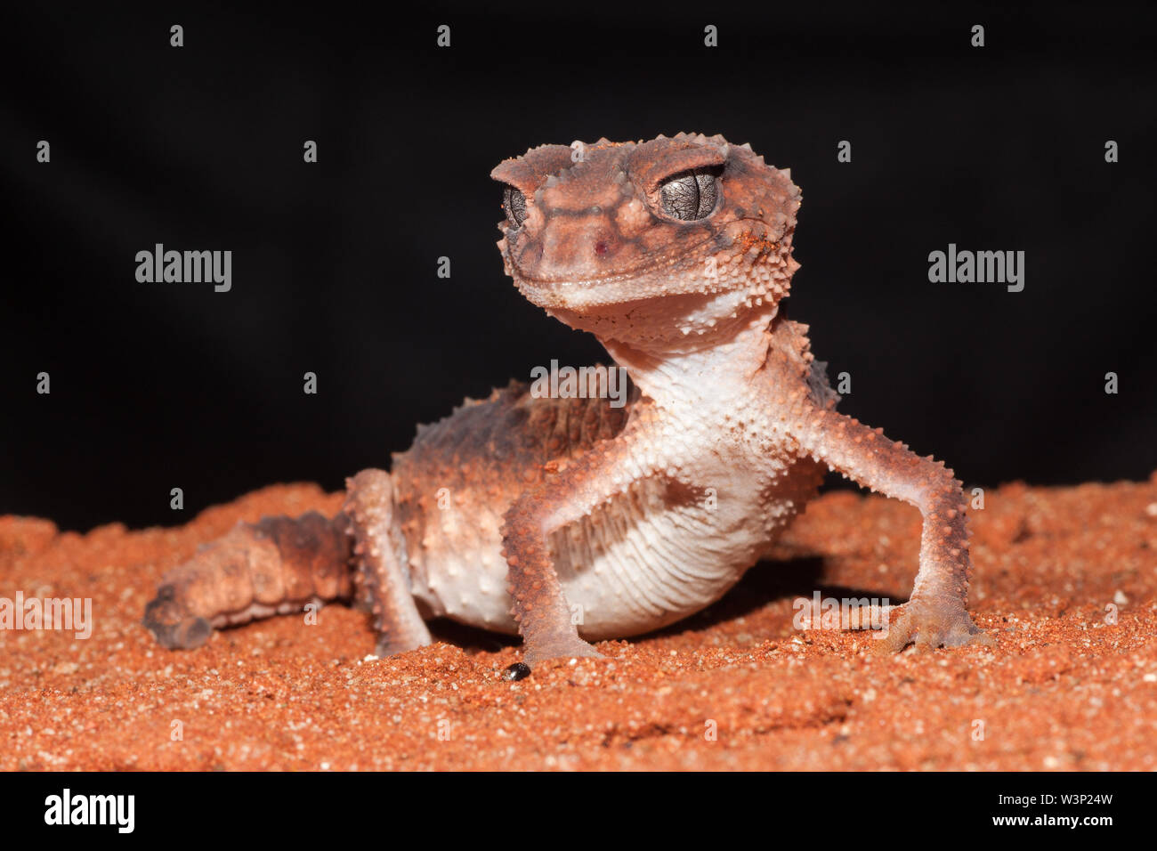 Banded Knob-tailed Gecko Stock Photo