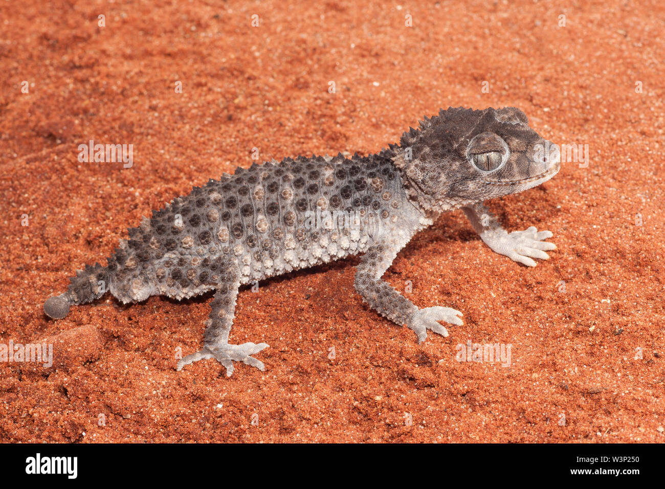 Rough Knob-tailed Gecko Stock Photo