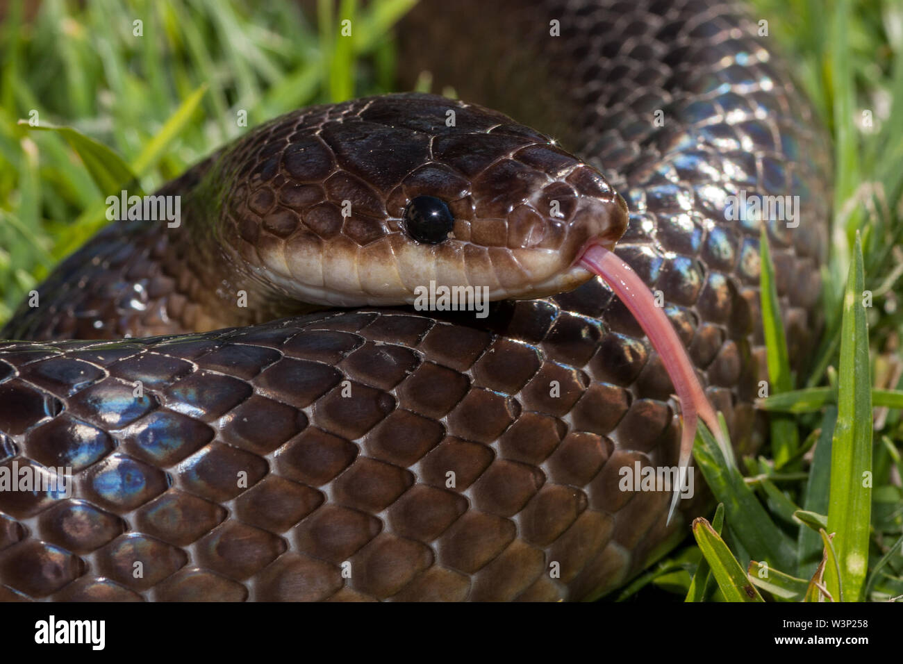 Slatygrey Snake Stegonotus cucullatus Stock Photo Alamy