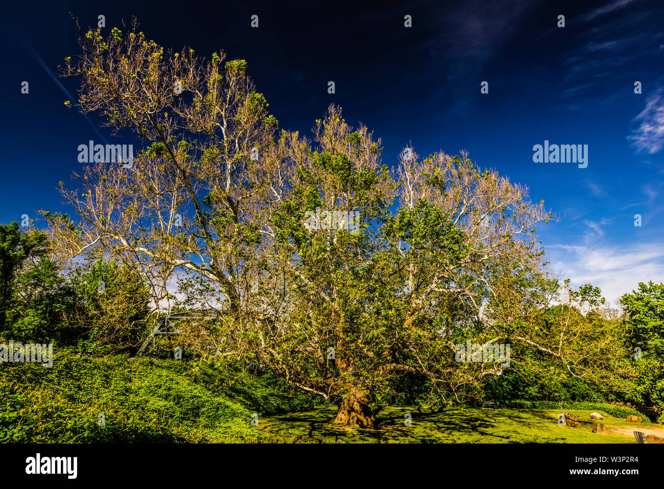 Pinchot Sycamore Simsbury, Connecticut, USA Stock Photo Alamy