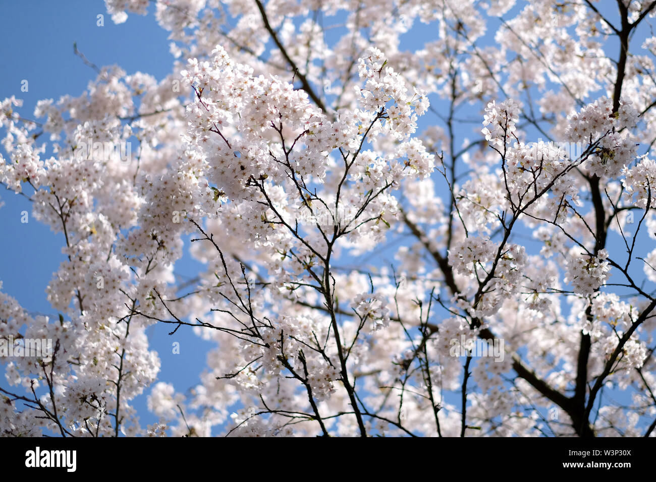 Flowering tree branches against the blue sky Stock Photo - Alamy