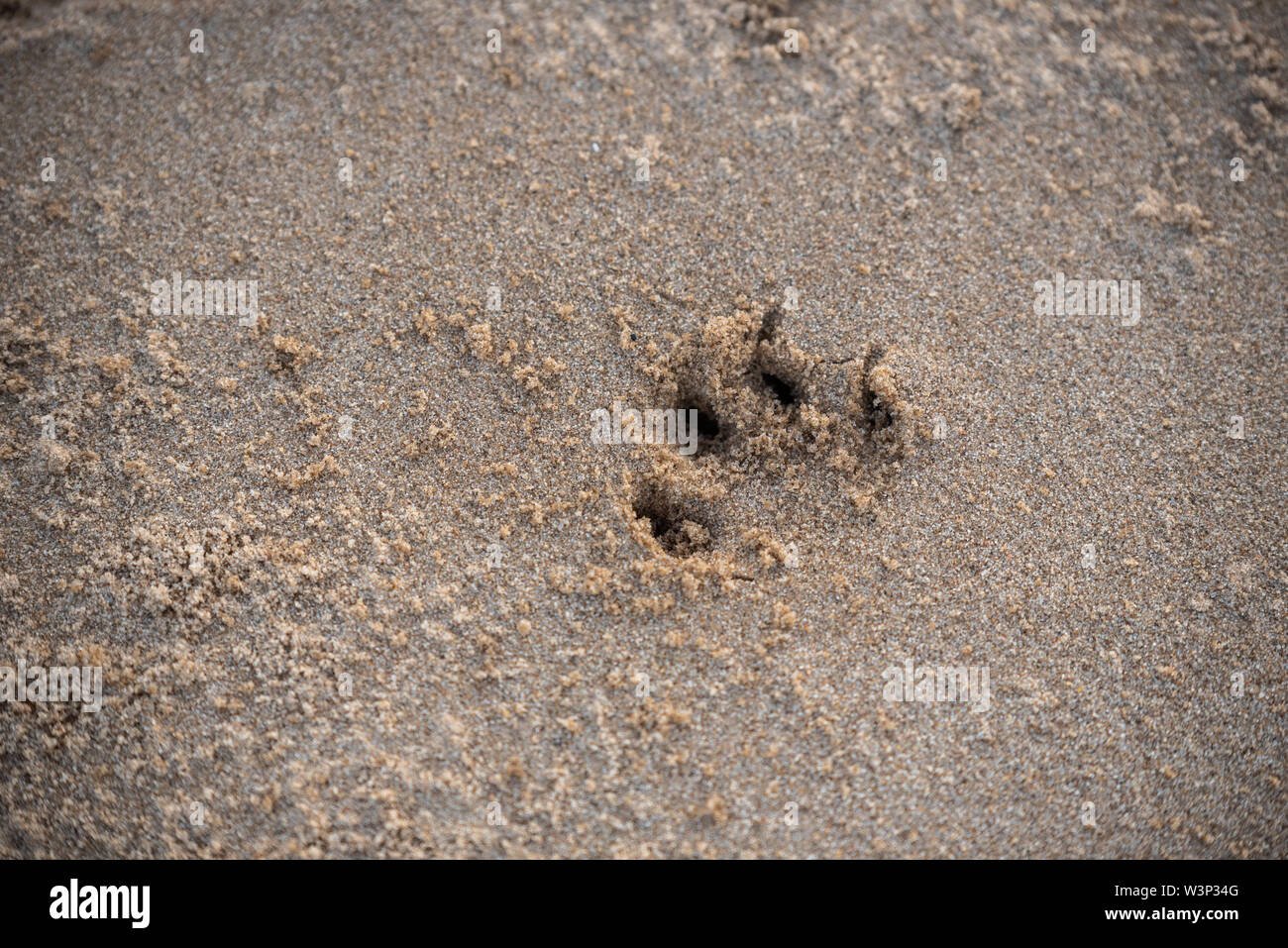 Animal footprints isolated hires stock photography and images Alamy