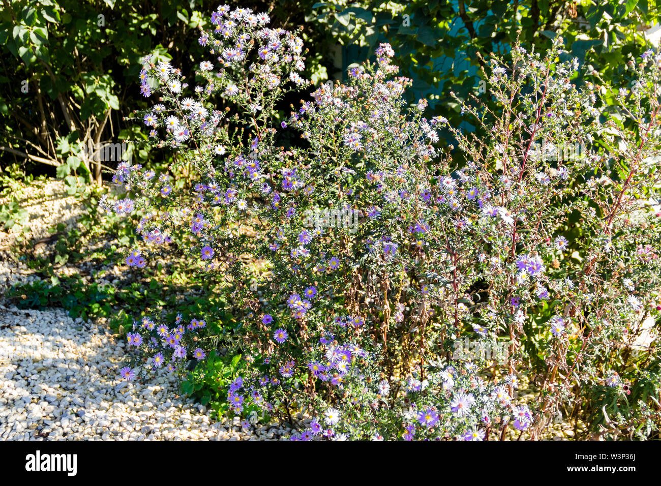 Saxifraga pink little flowers background. Purple flowers or pink mountain little saxifrage . Stock Photo