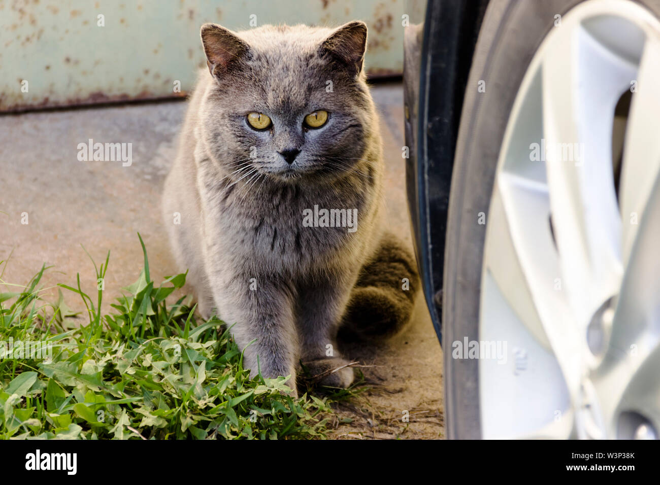 Pictured In The Photo One Cat Gray Sit Next To Car Wheel In Parking Lot Stock Photo Alamy Pictured In The Photo One Cat Gray Sit Next To Car Wheel In Parking Lot Stock Photo Alamy