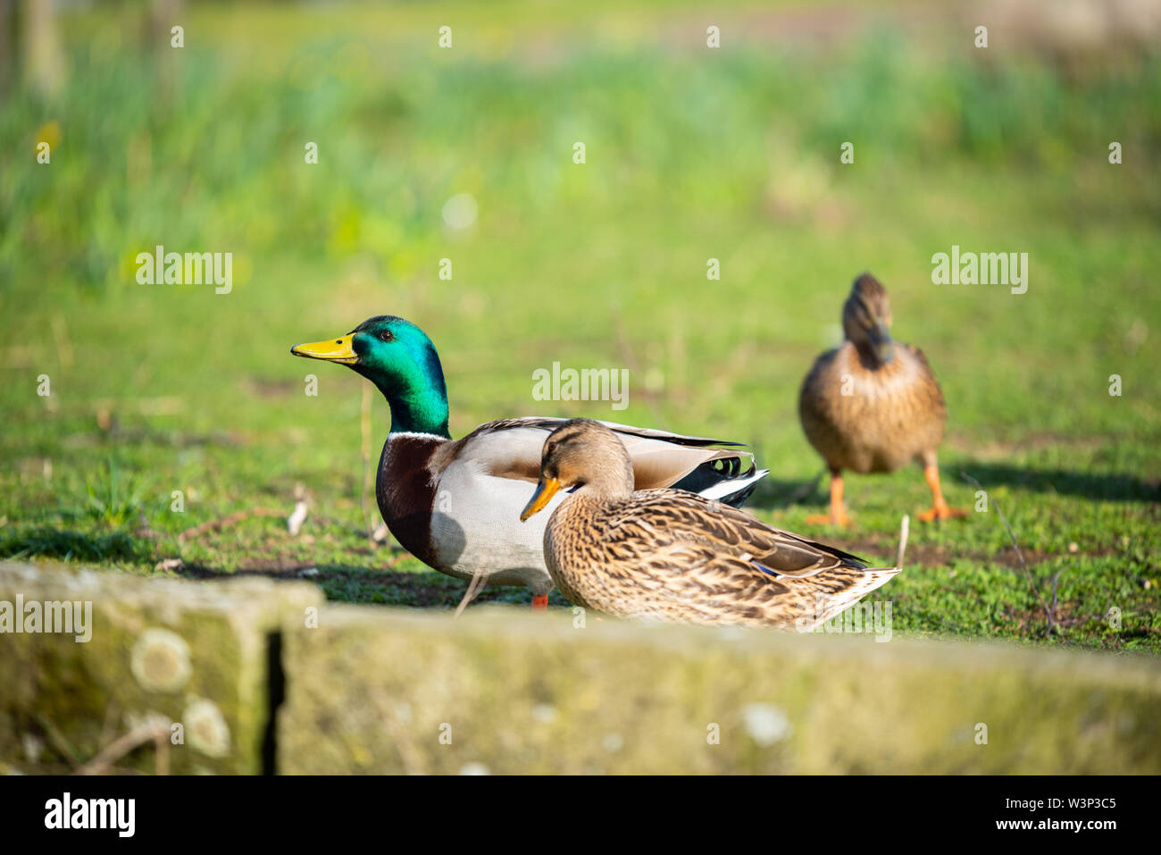 Ducks are the main motive of these pictures Stock Photo - Alamy