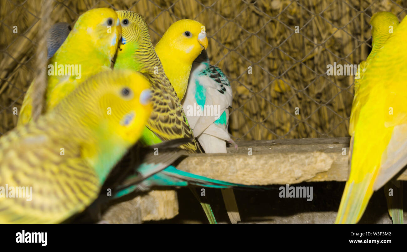 close up of colorful budgrigars in a cage,beautiful parrots in a cage. Stock Photo