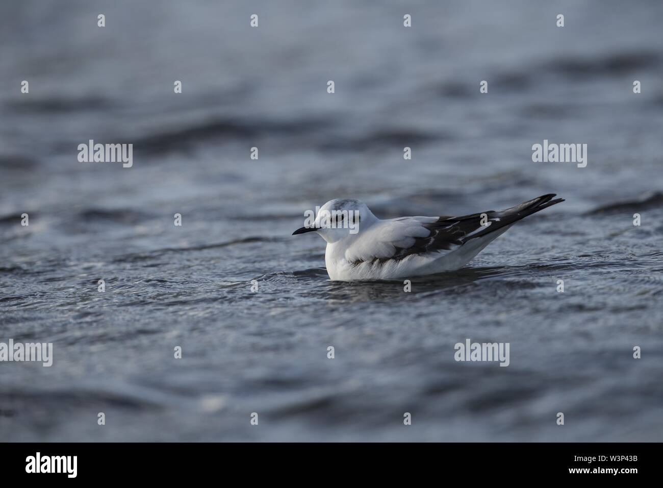 Juvenile Little gull, Hydrocoloeus minutus, Larus minutus, Stock Photo