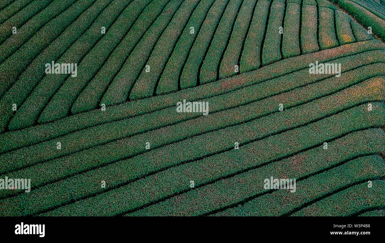 Oolong Tea Plantation, Alishan, Taiwan Stock Photo