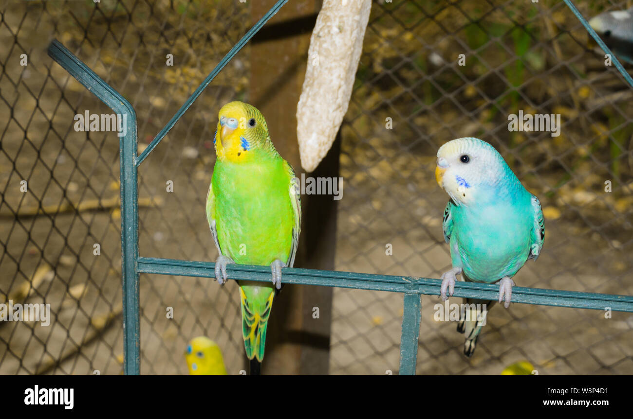 close up of colorful budgrigars in a cage,beautiful parrots in a cage. Stock Photo