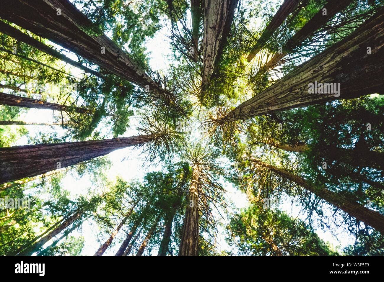 Low angle shot of tall trees on the suuny day at redwoods in Marin ...