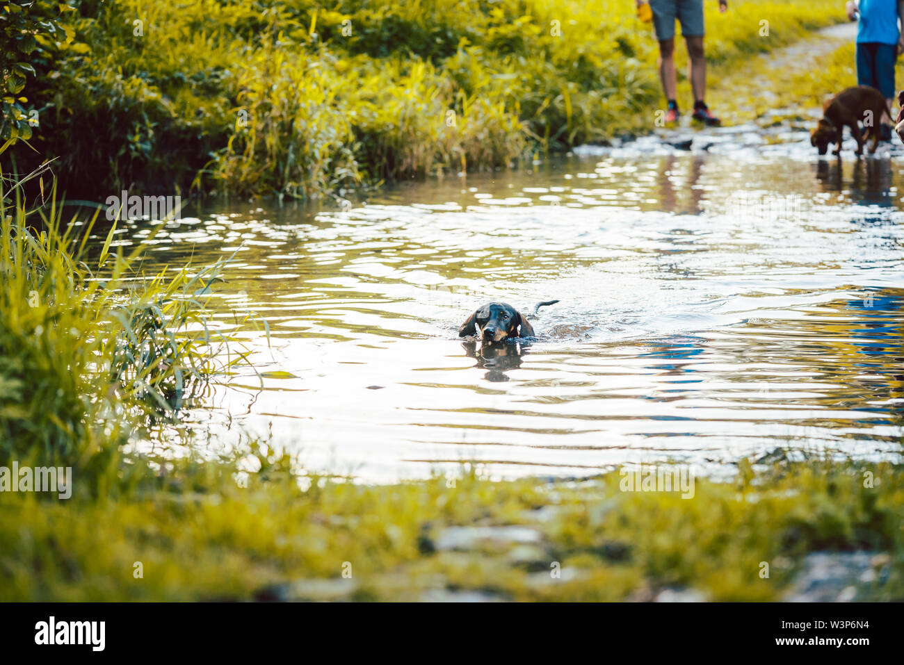 Dog swimming though a pond Stock Photo - Alamy