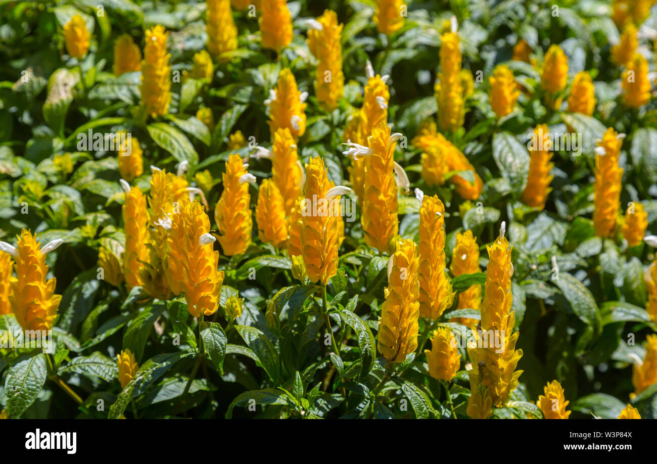 Flower Pachystachys lutea Stock Photo