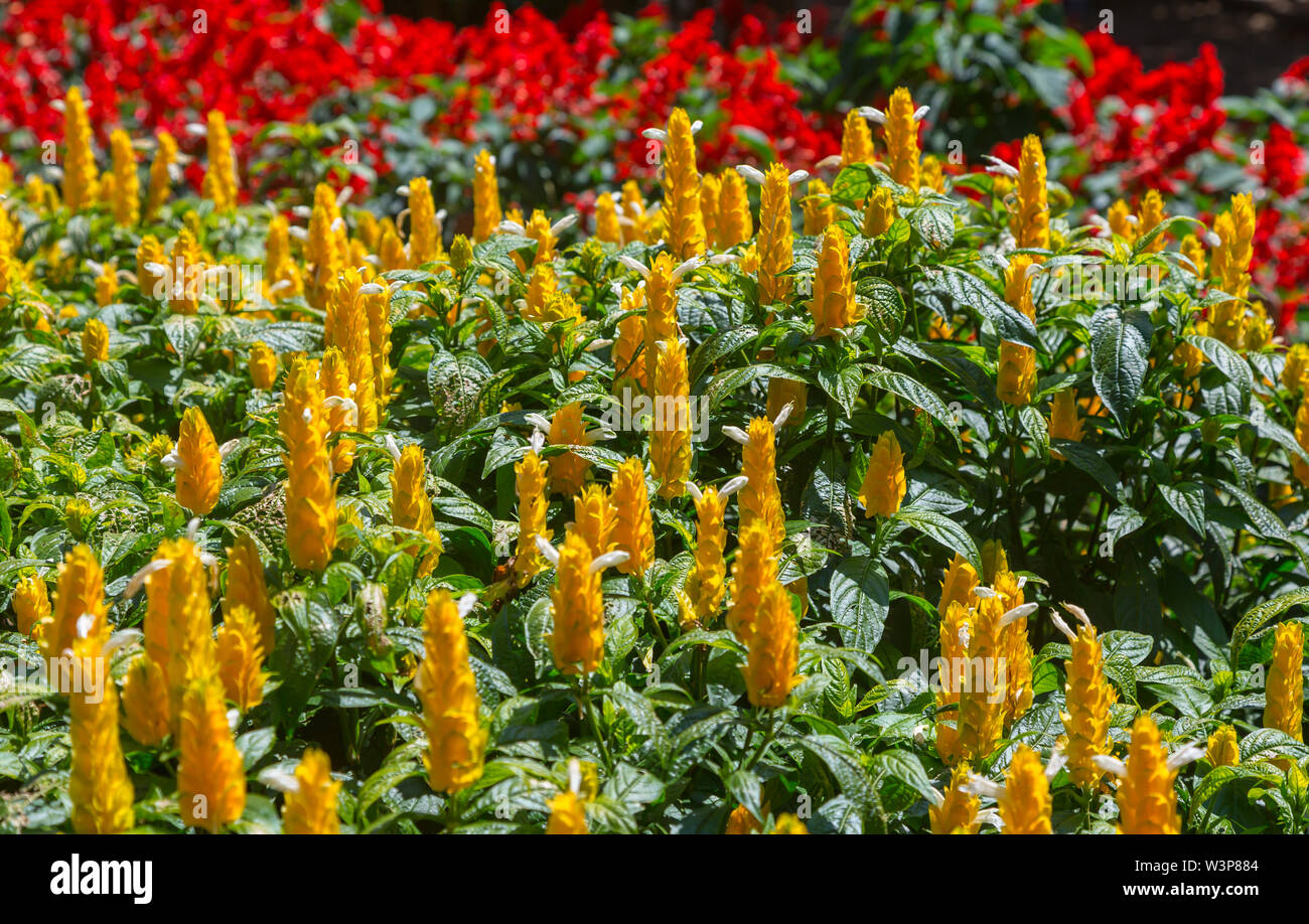 Pachystachys lutea yellow flowers on trees blooming in garden Stock Photo
