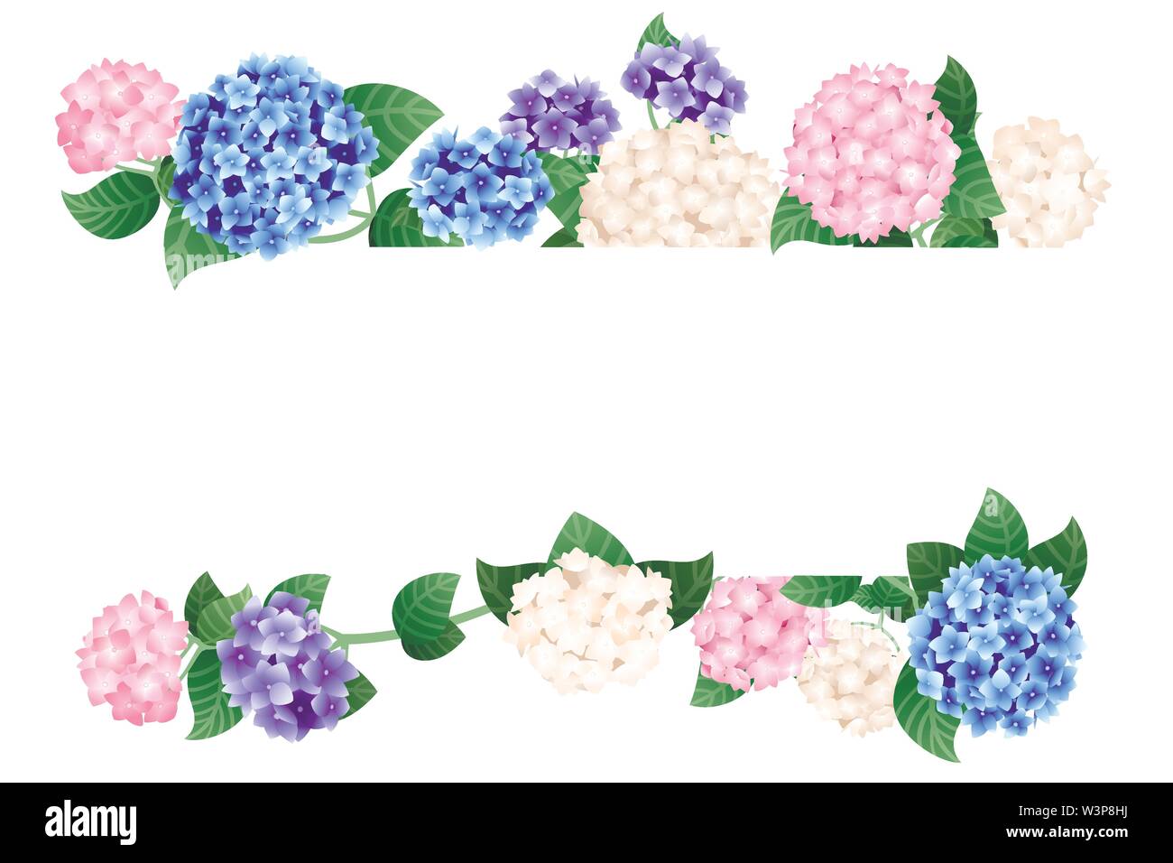 Horizontal colorful hydrangea template design banner flat vector illustration on white background. Stock Vector
