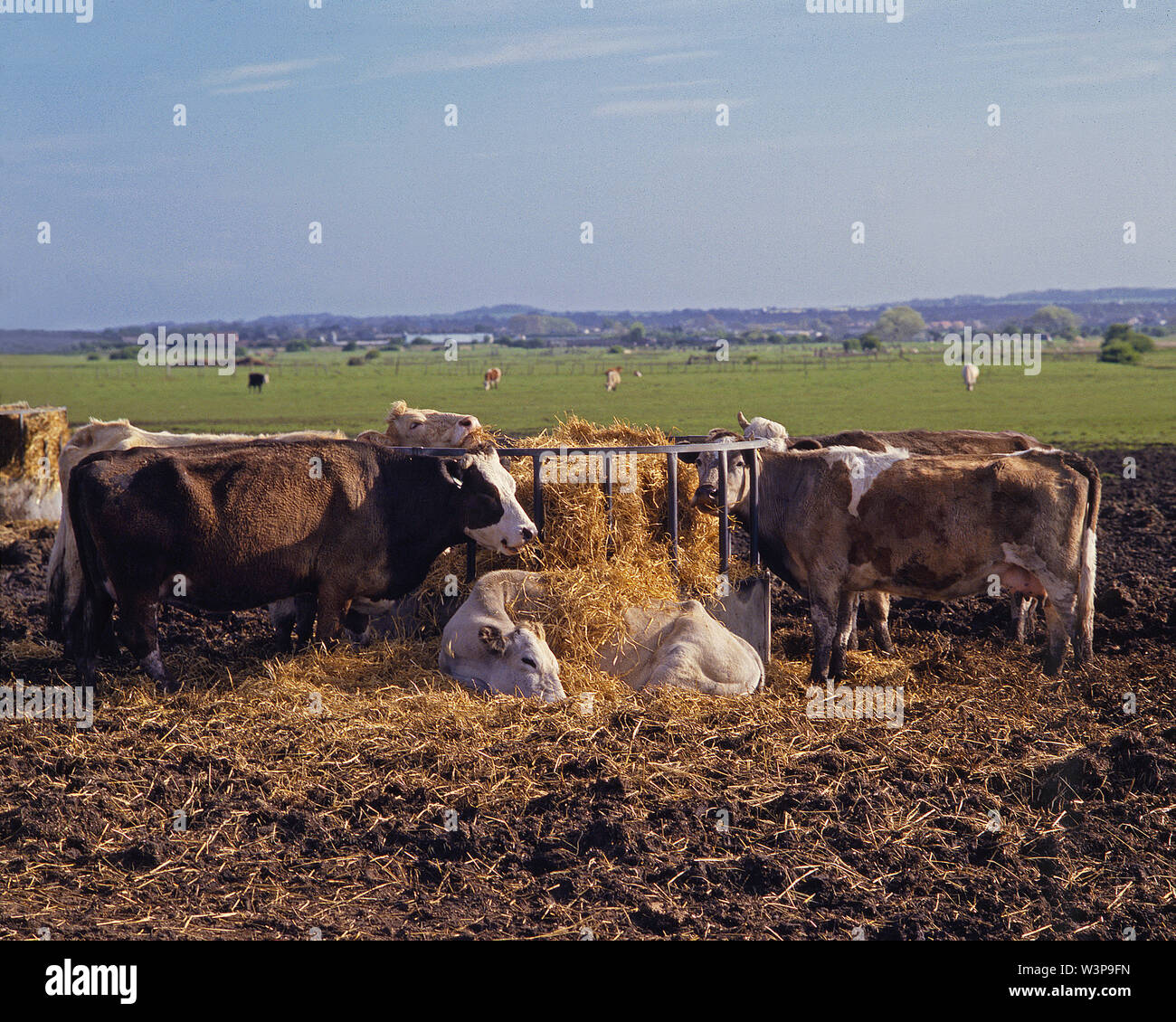Beef cattle feeding hires stock photography and images Alamy