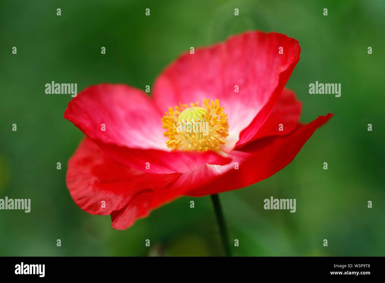 Flowering red Poppy (Papaver), stamens and pistils, Schleswig-Holstein, Germany Stock Photo