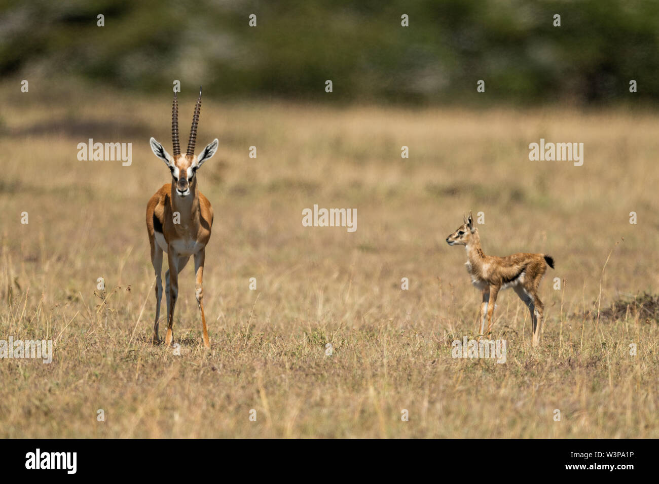 Baby Thomson gazelle watches mother eyeing camera Stock Photo - Alamy
