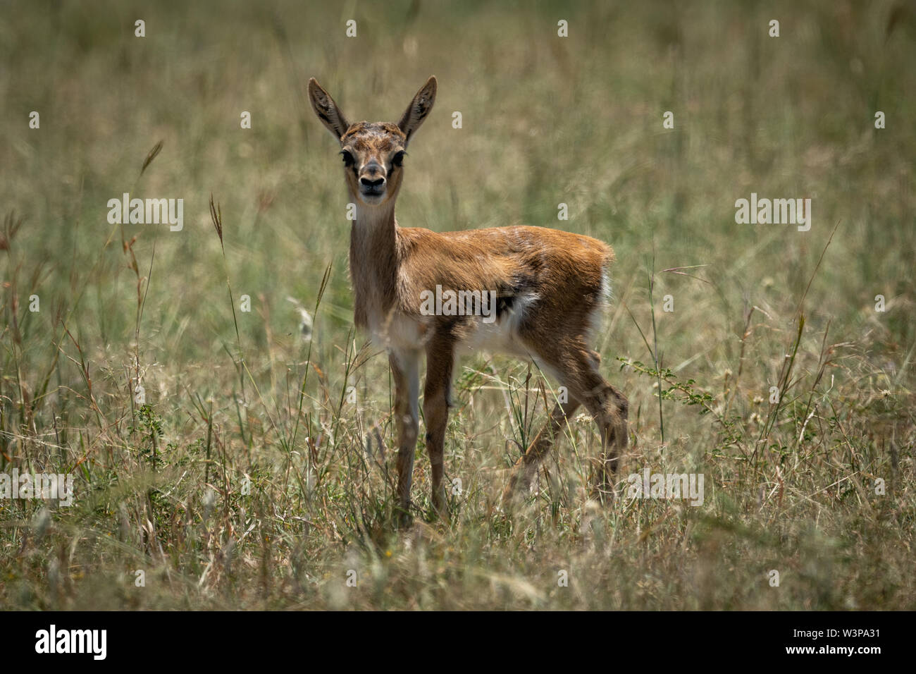Baby Thomson gazelle in grass eyeing camera Stock Photo - Alamy