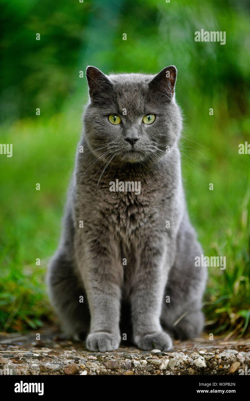 Russian Blue, Cat, Stuttgart, Baden-Wurttemberg, Germany Stock Photo