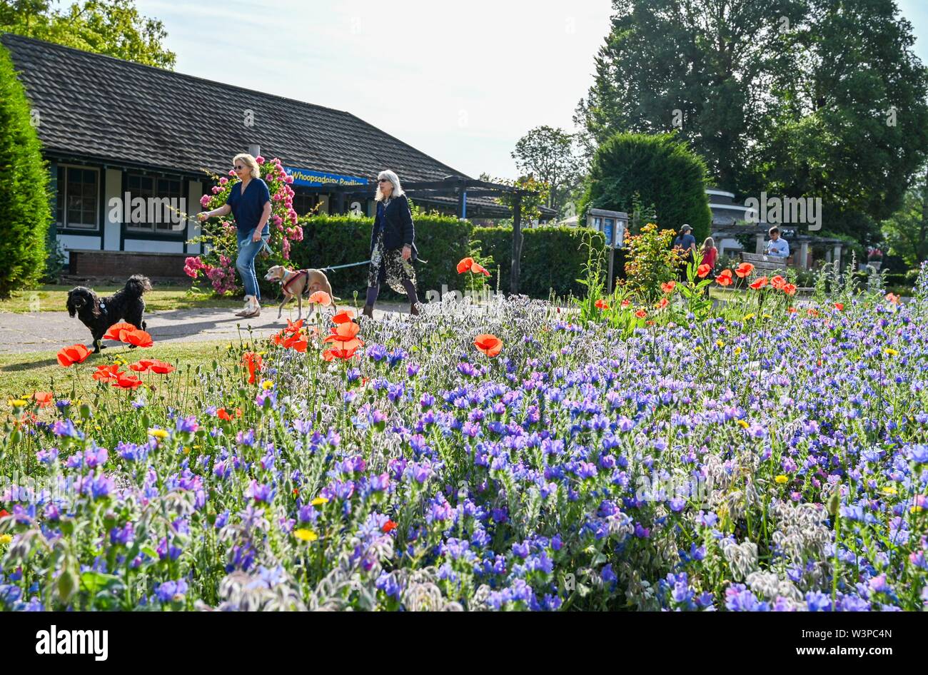 Brighton UK 16th July 2019 - Dog walkers enjoy a beautiful sunny warm morning at the Brighton wildflower meadow in Preston Park . The wildflower meadow which was originally sown in 2013 on disused bowling greens by the council and volunteers provides a carpet of colour every summer . Credit: Simon Dack / Alamy Live News Stock Photo