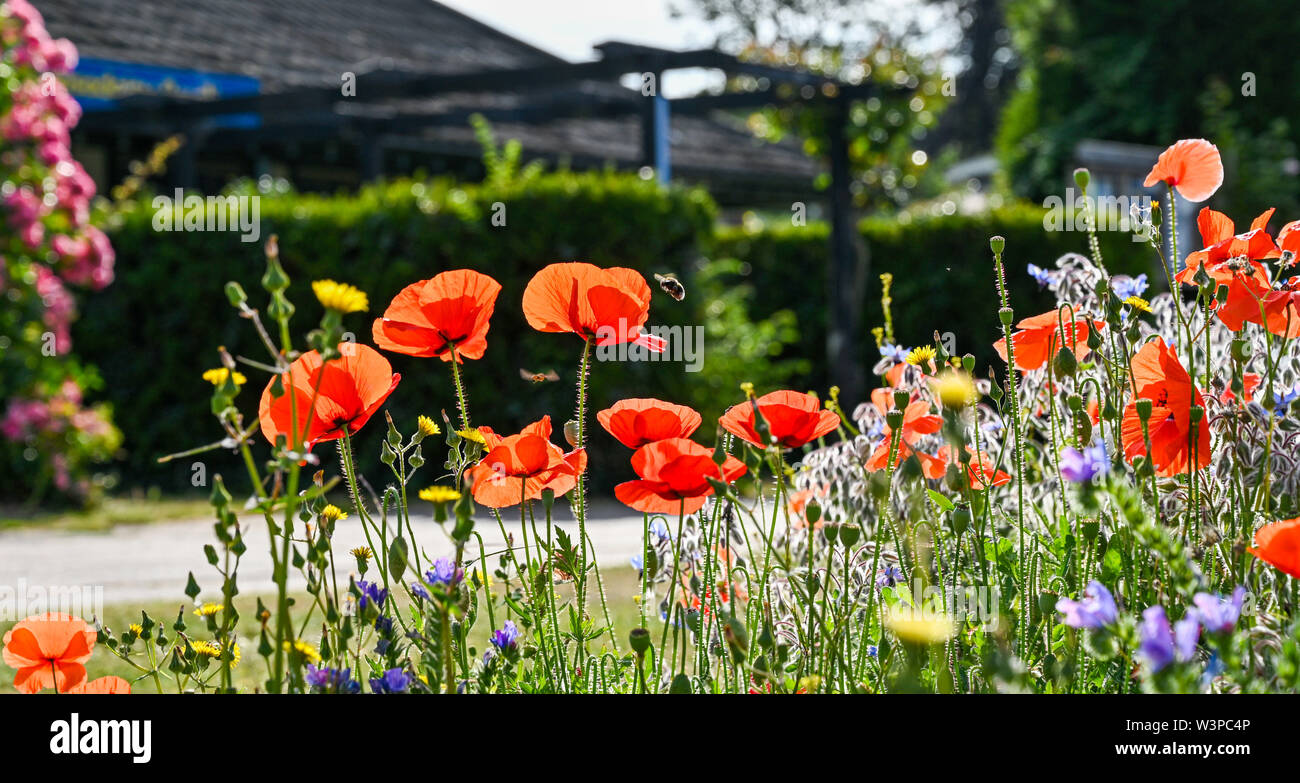 Brighton UK 16th July 2019 - A beautiful sunny warm morning at the Brighton wildflower meadow in Preston Park where bees and insects are thriving . The wildflower meadow which was originally sown in 2013 on disused bowling greens by the council and volunteers provides a carpet of colour every summer . Credit: Simon Dack / Alamy Live News Stock Photo